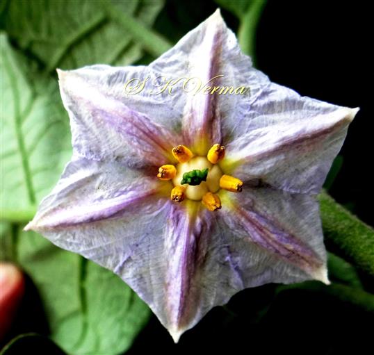 Flower with 5-lobed ovary